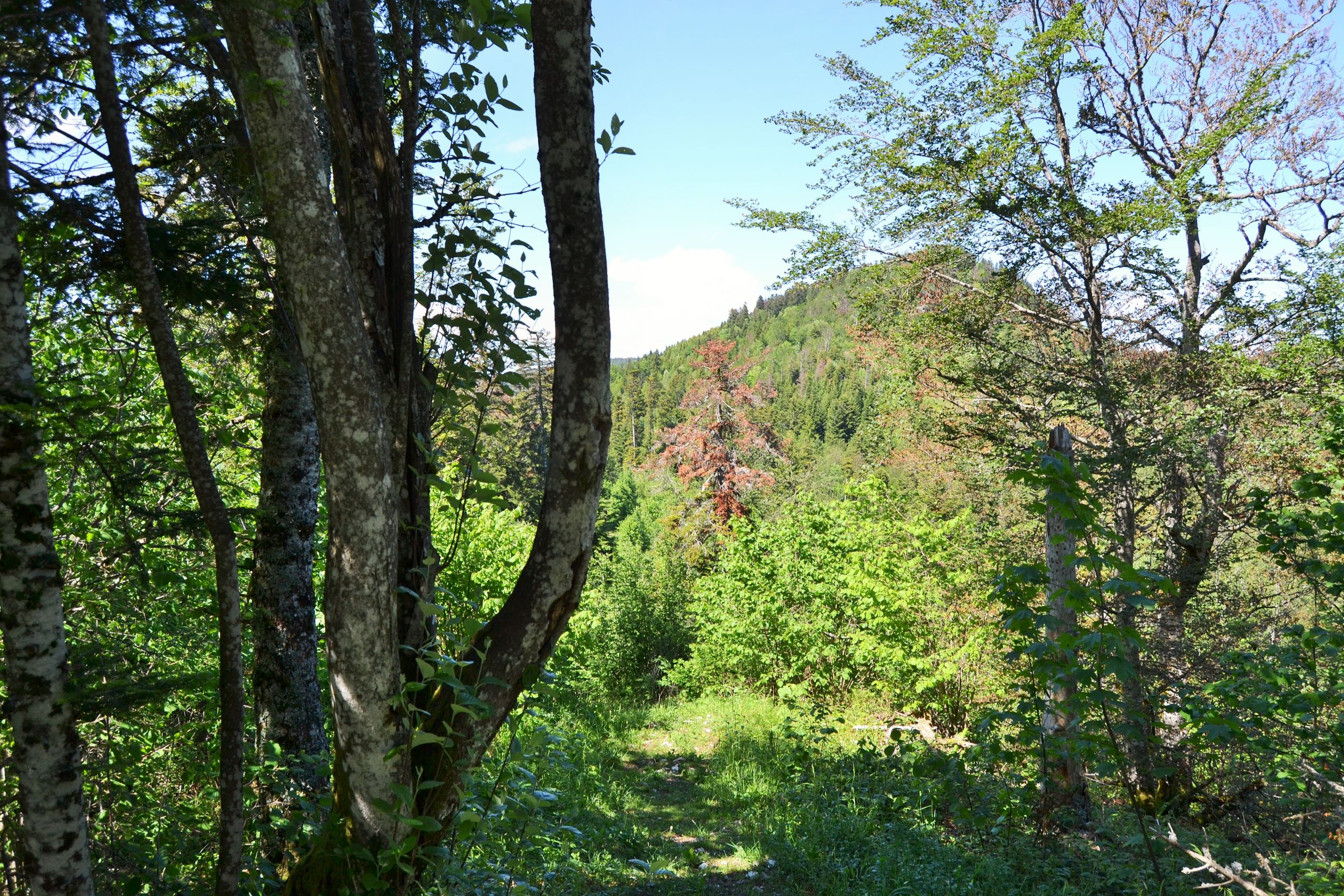 tronc arbre coupe forestier chêne forêt gestion planche scierie bûcheron  couper Stock Photo