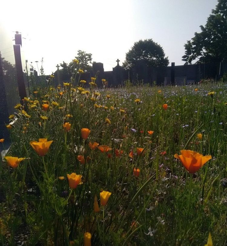 La prairie fleurie du carré des indigents au cimetière de Miribel. Photo DR