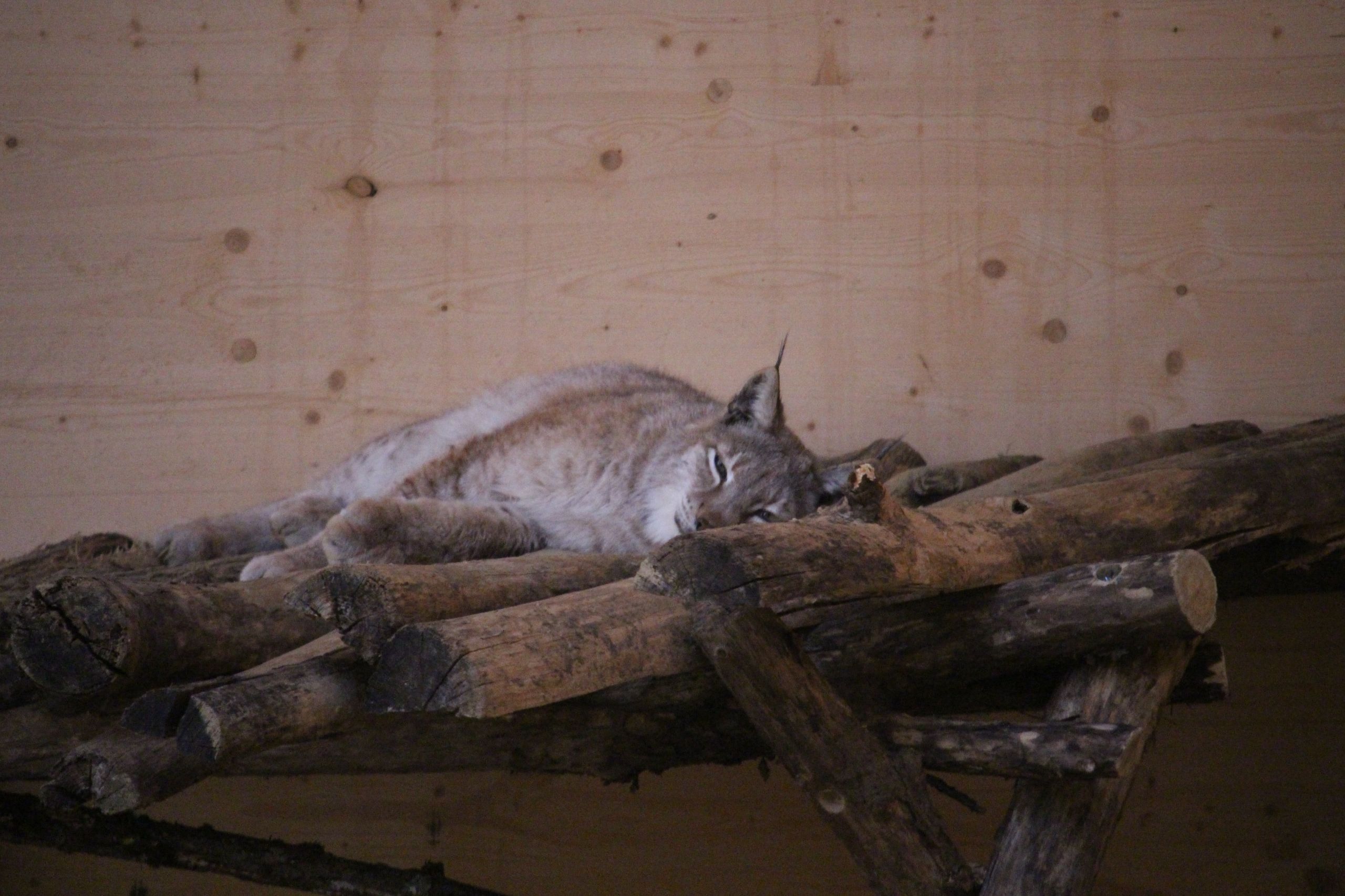 Que savez vous du Lynx en France, en Haute-Savoie et Savoie ?