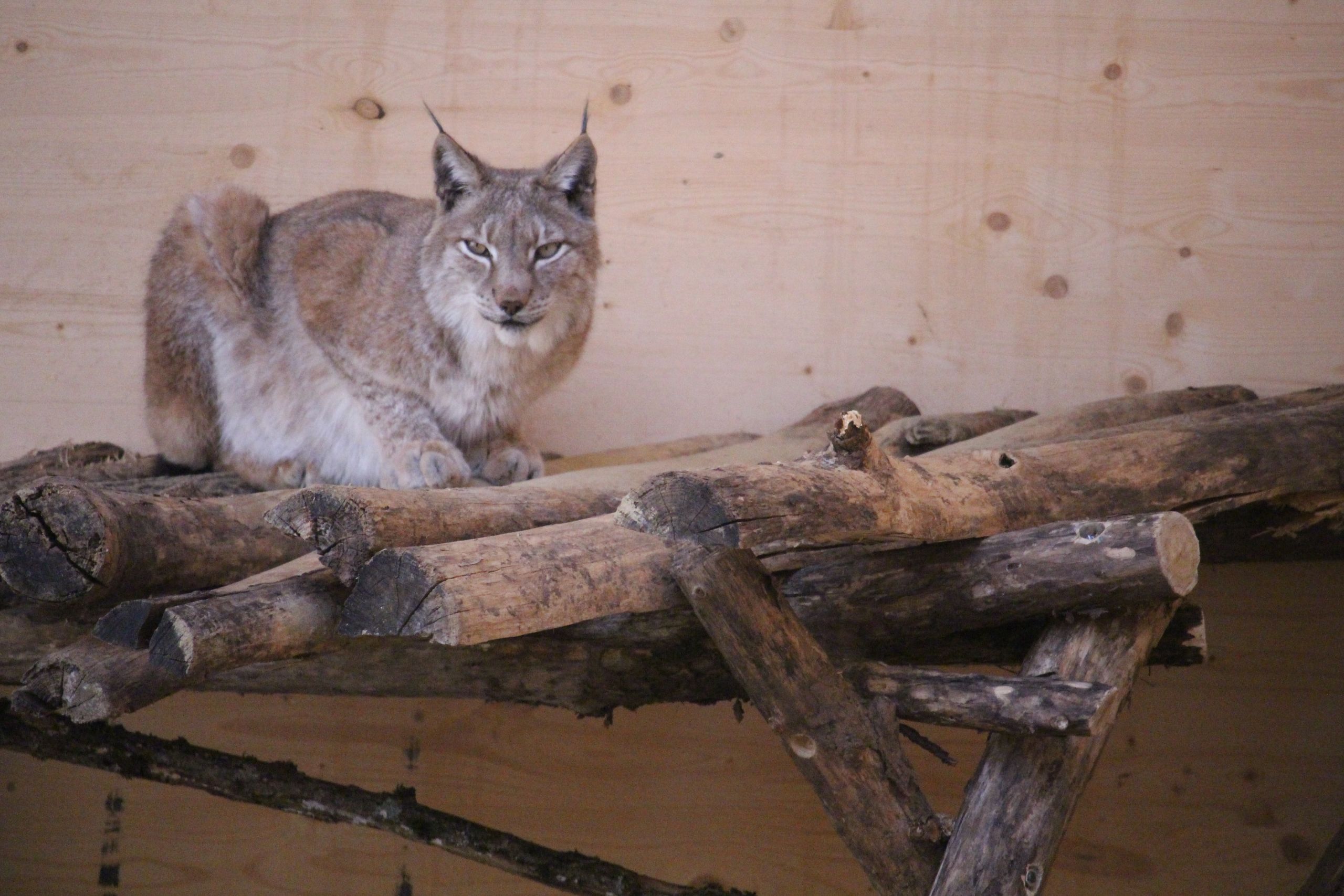 Ici, l'un des lynx accueilli par le centre actuellement dans un box du nouveau bâtiment créé fin 2018.